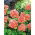Pelargonia rabatowa łososiowa - 10 nasion