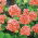 Pelargonia rabatowa łososiowa - 10 nasion