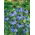 Czarnuszka damasceńska - niebieska