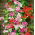 Pelargonia bluszczolistna - 5 nasion