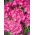 Pelargonia różowa - 11 nasion