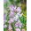 Groszek pachnący Lilac Ripple