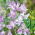 Groszek pachnący Lilac Ripple