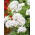 Pelargonia biała - 11 nasion