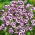 Gilia tricolor Bird’s Eyes