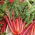 BIO Burak liściowy Rhubarb Chard