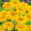 Titonia Yellow Torch - jasnożółta