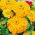 Cynia wytworna daliowa Golden State