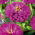 Cynia wytworna daliowa Purple Prince