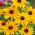 Rudbekia dwubarwna - My Joy