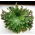 Róża jerychońska - Rose of Jericho - GIGA paczka! - 50 szt.