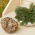 Róża jerychońska - Rose of Jericho - GIGA paczka! - 50 szt.