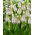 Szafirek White Spear - GIGA paczka! - 250 cebulek