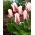 Tulipan Border Legend - 5 cebulek