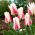 Tulipan Border Legend - 5 cebulek
