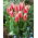 Tulipan Buddy - 5 cebulek