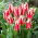 Tulipan Buddy - 5 cebulek