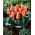 Tulipan Calypso - 5 cebulek