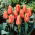 Tulipan Calypso - 5 cebulek