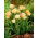Tulipan Charming Lady - 5 cebulek