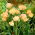 Tulipan Charming Lady - 5 cebulek