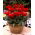 Tulipan Double Red Riding Hood - duża paczka! - 50 cebulek