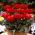 Tulipan Double Red Riding Hood - 5 cebulek