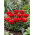 Tulipan Double Red Riding Hood - 5 cebulek