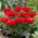 Tulipan Double Red Riding Hood - 5 cebulek
