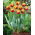Tulipan Givenchy - 5 cebulek