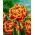 Tulipan Golddust - 5 cebulek