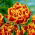 Tulipan Golddust - 5 cebulek