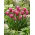 Tulipan Lilyrosa - 5 cebulek