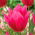 Tulipan Lilyrosa - 5 cebulek
