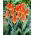 Tulipan Orange Glow - 5 cebulek