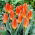 Tulipan Orange Glow - 5 cebulek