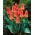 Tulipan Oriental Beauty - 5 cebulek