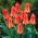 Tulipan Oriental Beauty - 5 cebulek