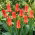 Tulipan Oriental Beauty - 5 cebulek