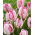Tulipan Parrot Pinkvision - duża paczka! - 50 cebulek
