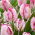 Tulipan Parrot Pinkvision - 5 cebulek