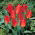 Tulipan Princeps - 5 cebulek