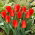 Tulipan Princeps - 5 cebulek