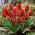 Tulipan Princesse Charmante - 5 cebulek