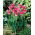 Tulipan Joy of Spring - 5 cebulek