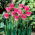 Tulipan Joy of Spring - 5 cebulek