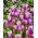 Tulipan Purple Elegance - 5 cebulek