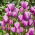 Tulipan Purple Elegance - 5 cebulek
