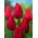 Tulipan Red Rover - duża paczka! - 50 cebulek