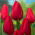 Tulipan Red Rover - duża paczka! - 50 cebulek